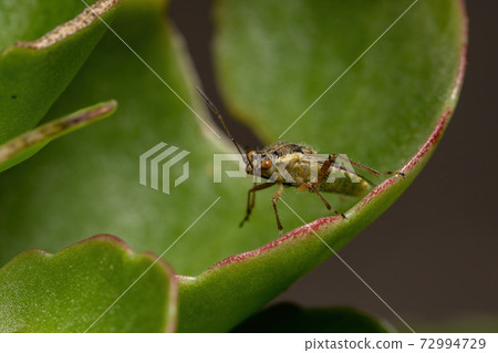 Adult Scentless Plant Bug Adult Scentless Plant Bug 72994729