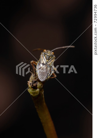 Adult Scentless Plant Bug 72994736