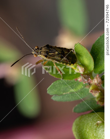 Adult Scentless Plant Bug Adult Scentless Plant Bug 72994746
