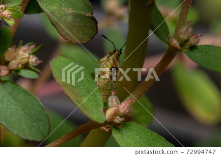 Adult Scentless Plant Bug Adult Scentless Plant Bug 72994747