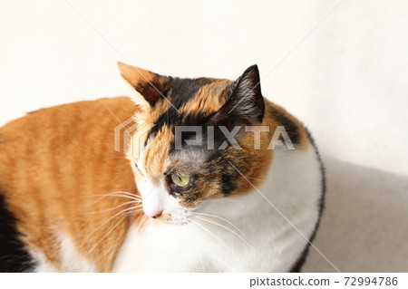 三毛貓在貓塔上 三毛貓在貓塔上 72994786