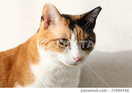 邁克貓 邁克貓 72994788