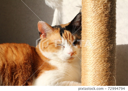 Mike cat Mike cat 72994794