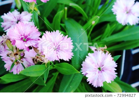 Dianthus dianthus blooming in early winter 72994827