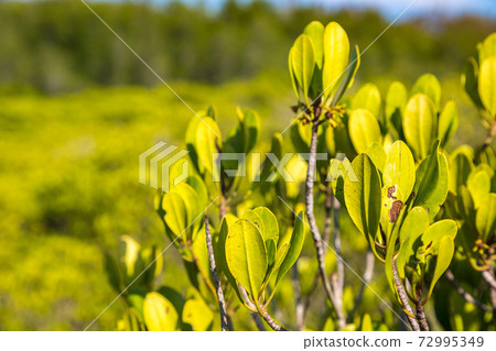 Mangrove forest in Thailand 72995349
