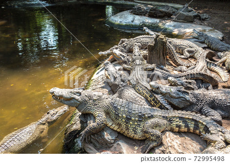 Crocodiles in Zoo in Bangkok Crocodiles in Zoo in Bangkok 72995498
