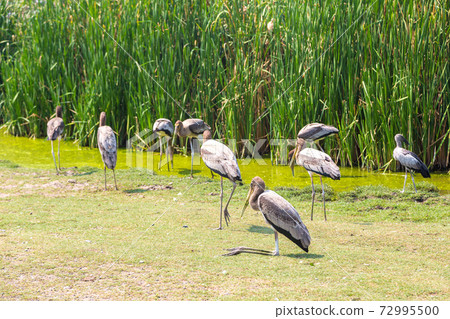 Birds in Zoo in Bangkok Birds in Zoo in Bangkok 72995500