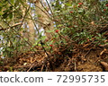 Red fruit 72995735