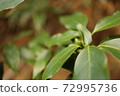 Green leaves 72995736
