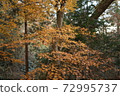 autumn leaves in winter 72995737