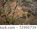 Autumn leaves and suspension bridges 72995739