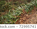 Dead leaves 72995741