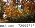 autumn leaves in winter 72995747