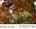 Autumn leaves 72995748