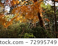 wood  72995749