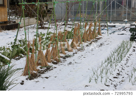 第一場雪雪籬笆豌豆 第一場雪雪籬笆豌豆 72995793