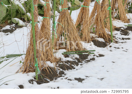 First snow snow fence peas 72995795