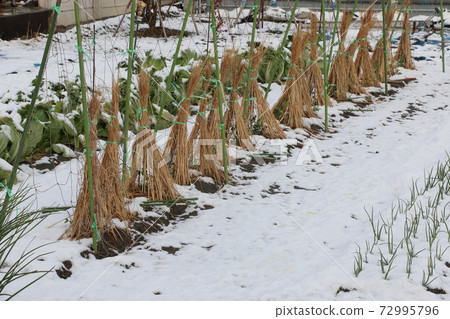 First snow snow fence peas 72995796