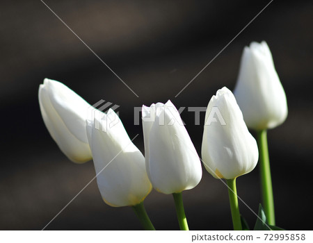 Beautiful white tulips Beautiful white tulips 72995858