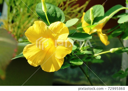 溫室裡的冬花盛開kibanaama 黃色的花亞麻 照片素材 圖片 圖庫