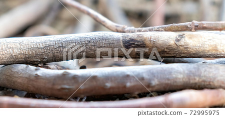 Wooden Roots of Mini Palm Tree Wooden Roots of Mini Palm Tree 72995975
