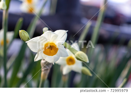 Daphodils in bloom Daphodils in bloom 72995979