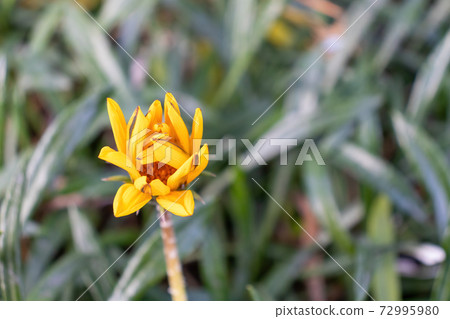 Yellow petals Yellow petals 72995980