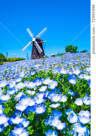 Nemophila and windmill in Tsurumi Ryokuchi 72995996