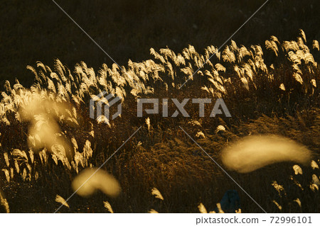 Ears of Japanese pampas grass shining golden in response to the setting sun in Akiyoshidai 72996101