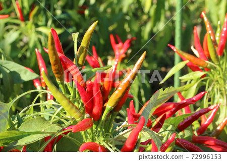 Shiny bright red peppercorns 72996153