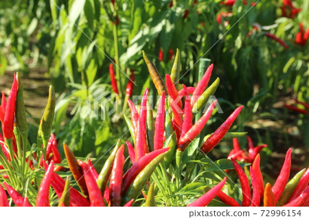 Shiny bright red peppercorns 72996154
