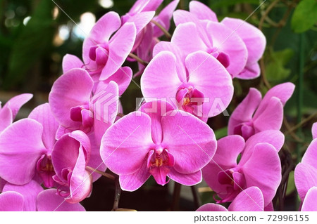 Winter flowers blooming in the greenhouse Phalaenopsis orchid 72996155