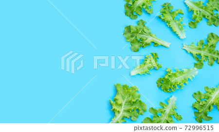 Green oak lettuce leaves on blue background. Top view 72996515