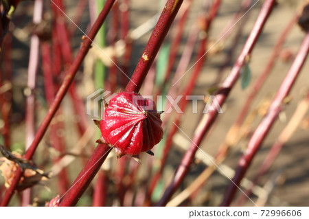 The roselles that look very delicious look like calyxes and bracts 72996606