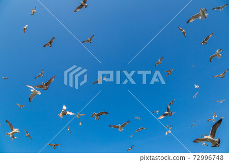 Many seagulls fly in sky 72996748