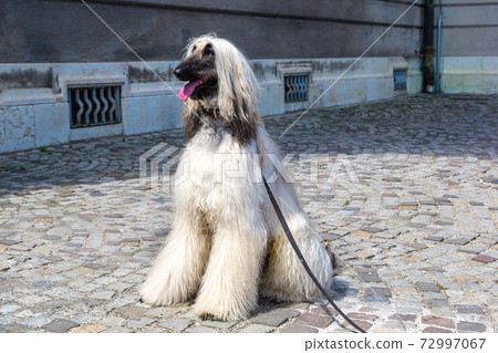 Afghan Hound 72997067