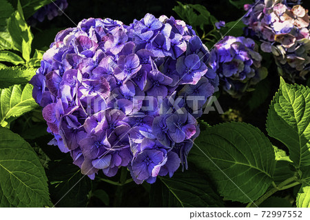 Hydrangea macrophylla known as bigleaf, French or mophead hydrangea, penny mac and hortensia 72997552