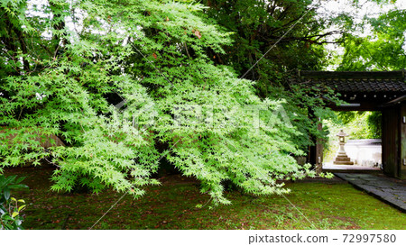 Ao maple from Jigen-do, Sakamoto, Otsu city 72997580