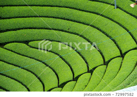 Wazuka Round Tea Garden 1 72997582