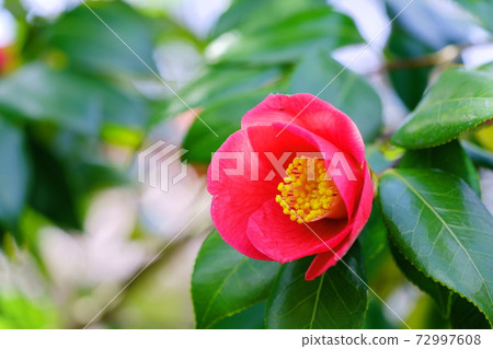 早春山茶花1 早春山茶花1 72997608