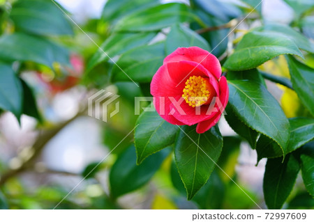 茶花2在早春 茶花2在早春 72997609