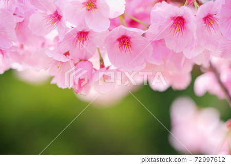 Bokeh expression of sunlight cherry blossoms 2 Bokeh expression of sunlight cherry blossoms 2 72997612