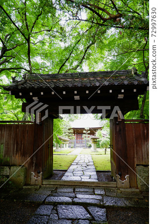 大津市坂本市次元堂的青楓 大津市坂本市次元堂的青楓 72997630