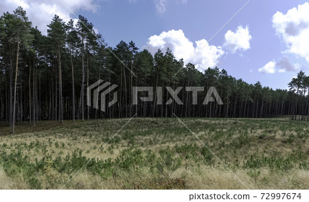 Polish wild forest - Kampinos National Park 72997674