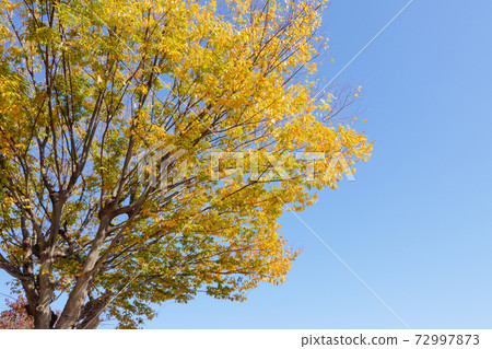 Zelkova that turns yellow against the blue sky in autumn 72997873