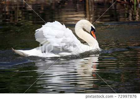 floating in the pond white Swan 72997876