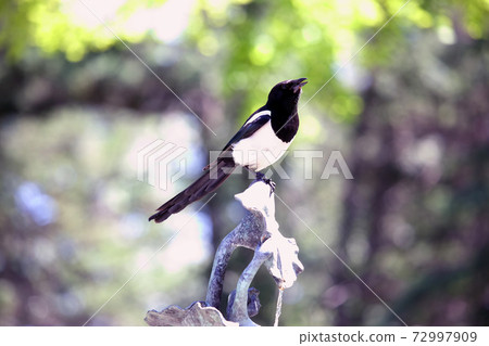bird magpie sitting on a blurred background 72997909