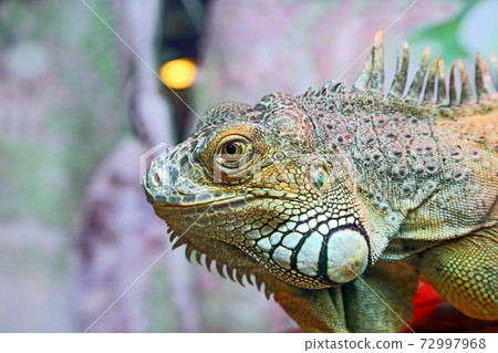 portrait of green iguana closeup portrait of green iguana closeup 72997968