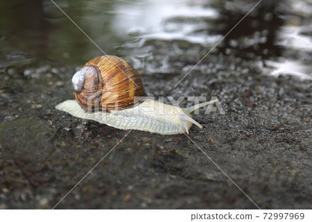 snail crawling on the wet road snail crawling on the wet road 72997969