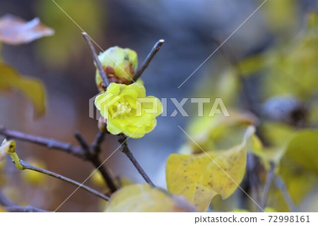 Wax plum Wax plum 72998161